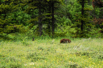 Black bear and Cups at the Glacier national park, Montana, USA, May 2024