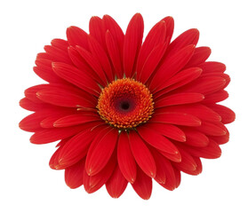 red gerbera isolated on white