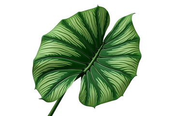 Tropical Elephant Ear Leaf, Isolated on White or Transparent PNG, Exotic Foliage for Design
