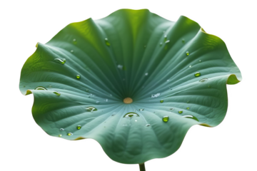 Circular Water Lily Pad, Isolated on White or Transparent PNG, Aquatic Plant Beauty