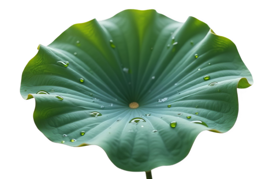 Circular Water Lily Pad, Isolated on White or Transparent PNG, Aquatic Plant Beauty