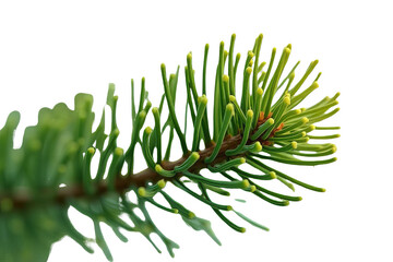 Pine Tree Branch with Needles, Isolated on White or Transparent PNG, Evergreen Foliage