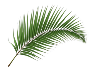 Elegant Palm Frond with Curved Leaflets, Isolated on White or Transparent PNG, Tropical Paradise Symbol