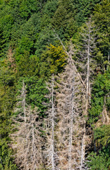 several dry trees in front of green forest show forest decline in black forest, germany