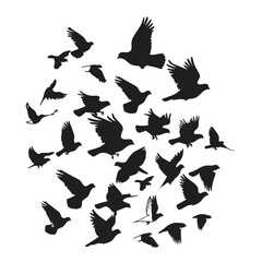 Vector illustration: silhouette of flying birds doves on a white background