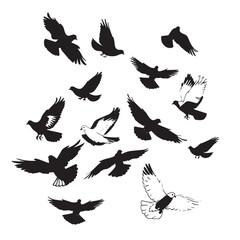 Vector illustration: silhouette of flying birds doves on a white background