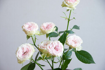 ストロベリーミルフィーユ