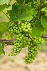 Detail grapes of the vine in the time before locking