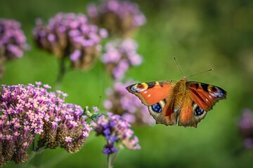 Peacock butterfly (Aglais io) on purple flowers