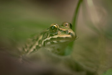 Indus Valley Bullfrog 