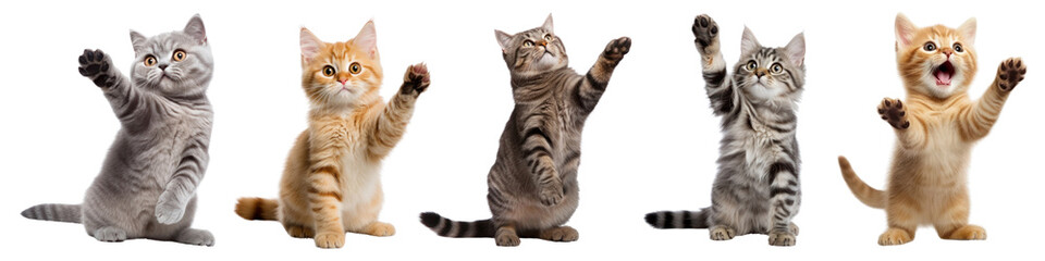 Sitting cat waving png cut out element set