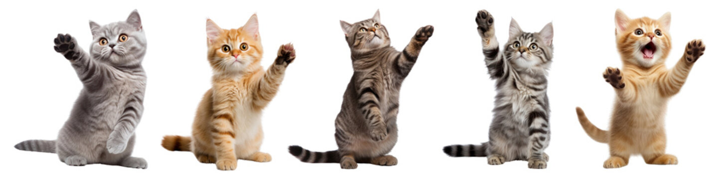 Sitting cat waving png cut out element set