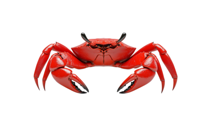 Red Crab Isolated on White Background
