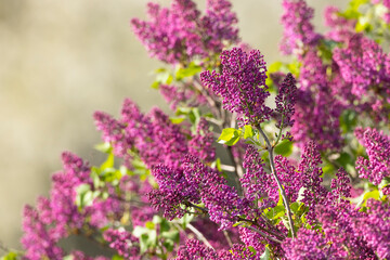 lilac in Slovakia in Polana National Park © Richard Semik