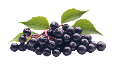 Fresh Black Elderberries with Green Leaves