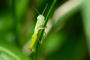 green grasshopper on a leaf