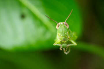 grasshopper on a leaf