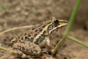 Indus Valley Bullfrog 