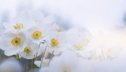 Białe pastelowe kwiaty, wiosenne anemony. Jasne , delikatne tło kwiatowe