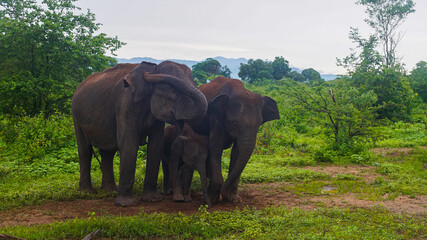 Sri Lankan elephants in Udawalawe National Park