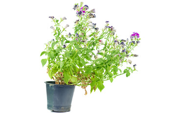 Had blossomed dried flowers (petunia) isolated on a white background.Flower in the pot