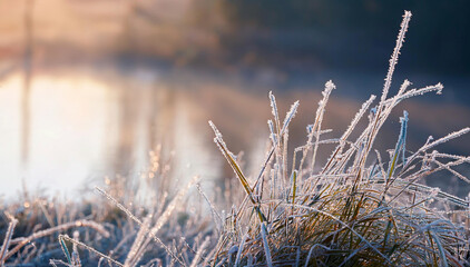 Obraz premium Trawy w szronie, przymrozek