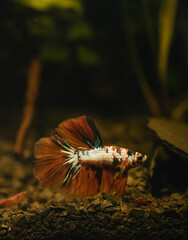 koi betta fish in aquarium