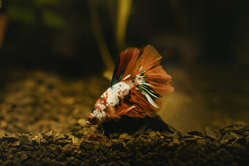 koi betta fish in aquarium