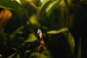 koi betta fish in aquarium full of plants