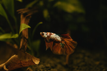 koi betta fish in aquarium full of plants