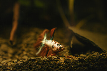 koi betta fish in aquarium