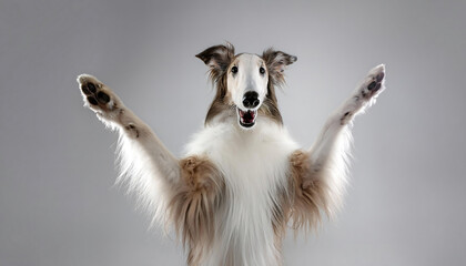 Fototapeta premium happy borzoi dog standing with paws up