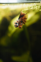 koi betta fish in aquarium full of plants