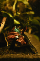 koi betta fish in aquarium full of plants