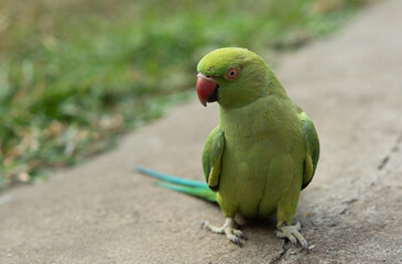 Green Indian Ringneck Parrot walks on ground amidst greenery background, Rose-ringed Parakeet, Сlose-up of Indian traditional green parrot species. with copy space