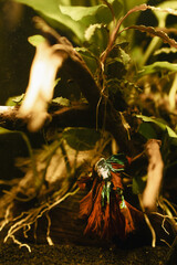 koi betta fish in aquarium full of plants