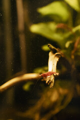 shrimp in aquarium