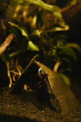 koi betta fish in the water