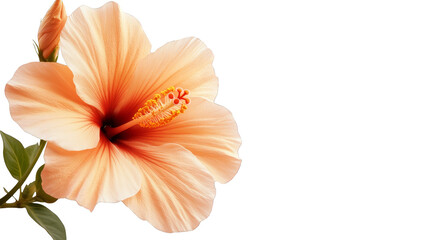 Close Up of Peach Hibiscus Flower with Abstract Background