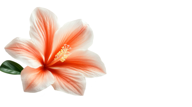 Pink Hibiscus Flower with Glitch Effect