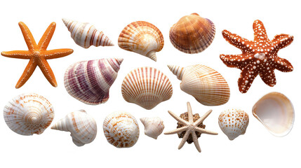 Seashells and starfish collection isolated transparent background