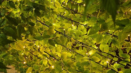 야간에 작은 꼬마전구의 불빛이 반짝이는 녹색의 나무 덤불