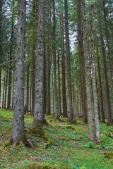 Landscape with mountains in the summer and trails