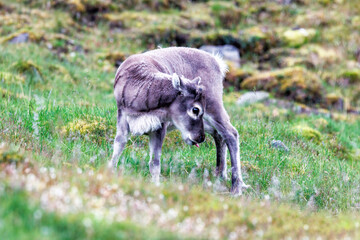 Baby reindeer, Rangifer tarandus platyrhynchus, on the tundra of Longyearbyen, Spitsbergen,...