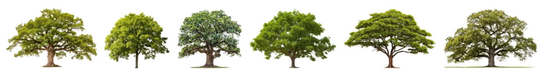 Obraz premium Oak tree png cut out element set