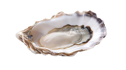Fresh Oyster Shell with Pearl Inside  Closeup