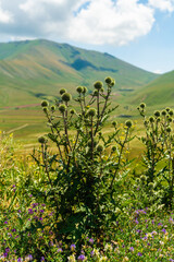 Close-up of wild thistles surrounded by green grass and flowers in a sunny mountain valley, capturing natural beauty and wilderness.