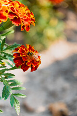 Kwiatek z pszczołą