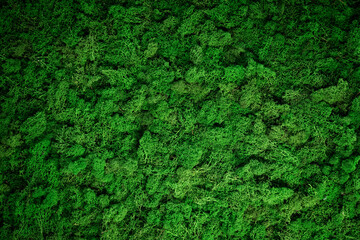 Close-up surface of the wall covered with green moss. Modern eco friendly decor made of colored stabilized moss. Natural background for design and text.