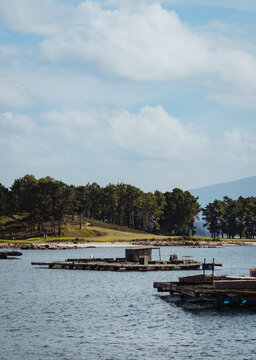 Traditional wooden mussel rafts floating in coastal bay with pine trees background